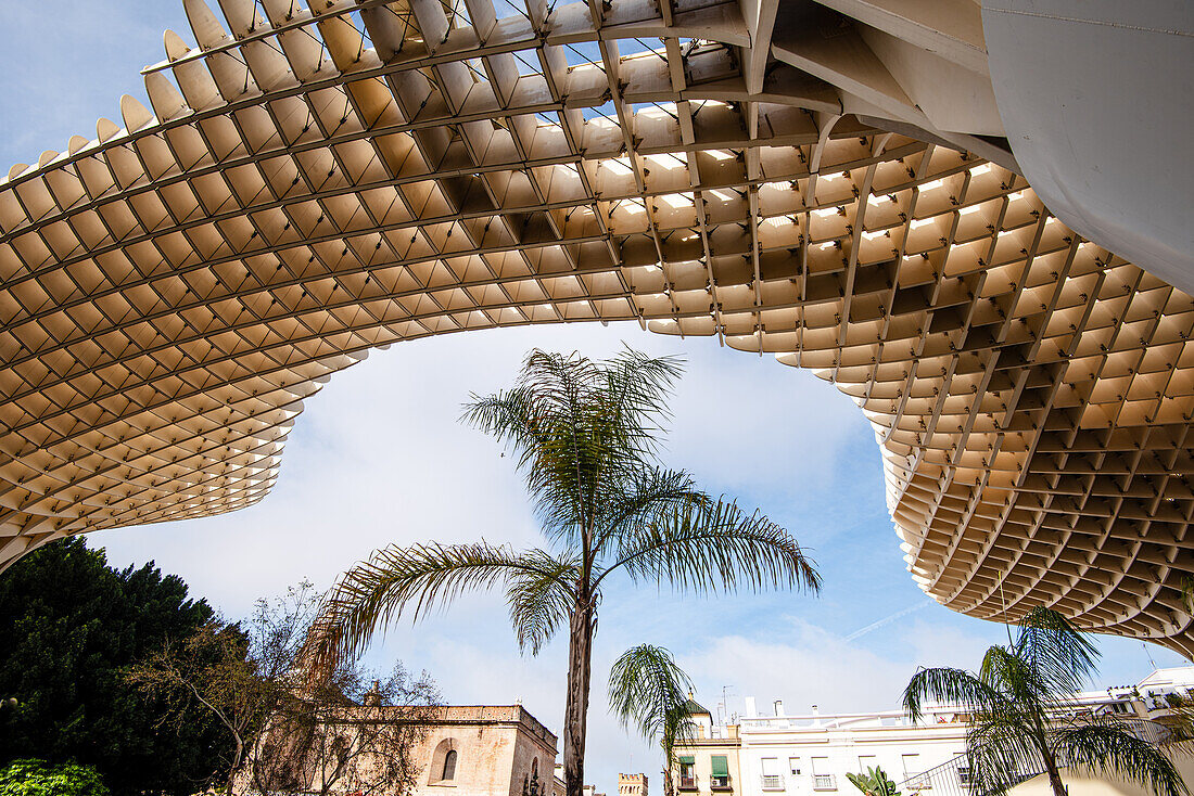 Schöne moderne Architektur der Setas de Sevilla Sonnenschirm mit einer Palme, Sevilla, Andalusien, Spanien, Europa