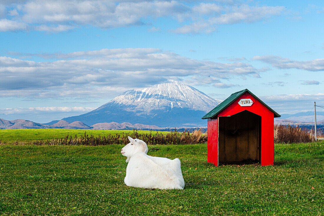 Grünes Gras mit einer weißen Ziege namens Yuki, die neben ihrer roten Hütte sitzt, und schönes Vulkanpanorama mit schneebedecktem Vulkan, Yotei-zan, Hokkaido, Japan, Asien