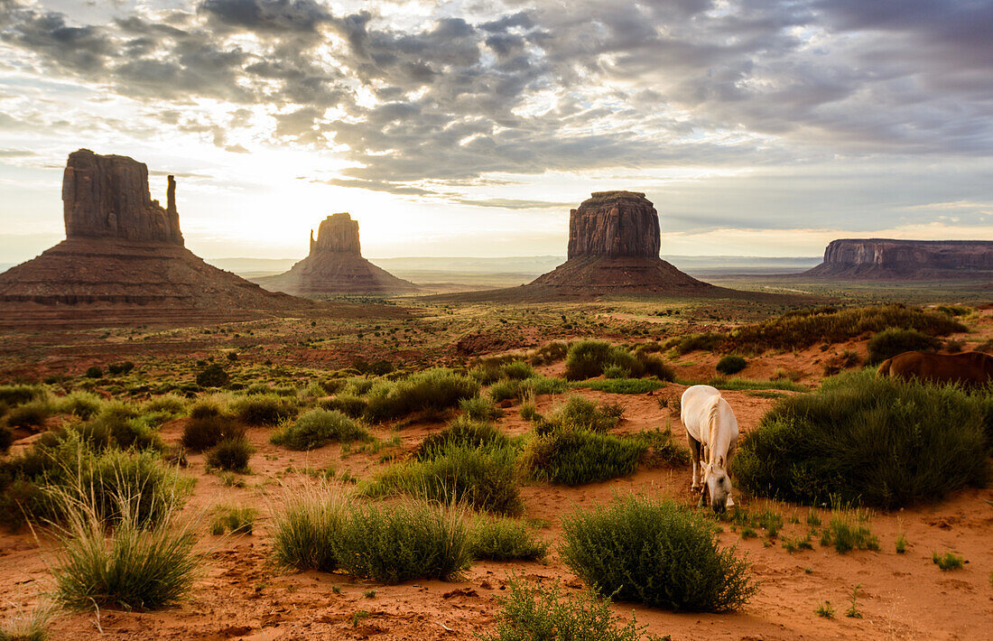 White horse grazing in the red sand of Monument Valley in front of the classical sunrise view, Monument Valley, Arizona, United States of America, North America\n