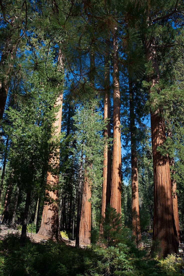Mariposa Grove, Yosemite National Park, UNESCO-Welterbe, Kalifornien, Vereinigte Staaten von Amerika, Nordamerika