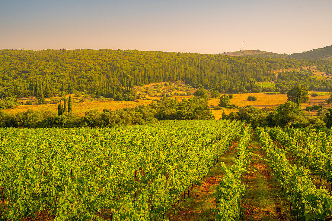 Blick auf Weinberge bei Poulata, Kefalonia, Ionische Inseln, Griechische Inseln, Griechenland, Europa