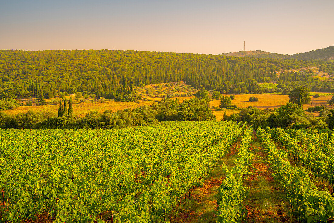 View of vineyards near Poulata, Kefalonia, Ionian Islands, Greek Islands, Greece, Europe\n