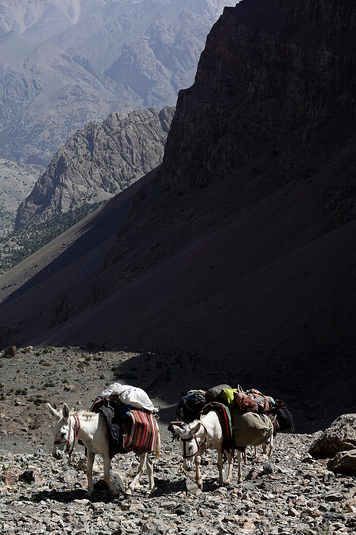 Packtiere in den abgelegenen und spektakulären Fann-Bergen, Teil der westlichen Pamir-Alay, Tadschikistan, Zentralasien, Asien