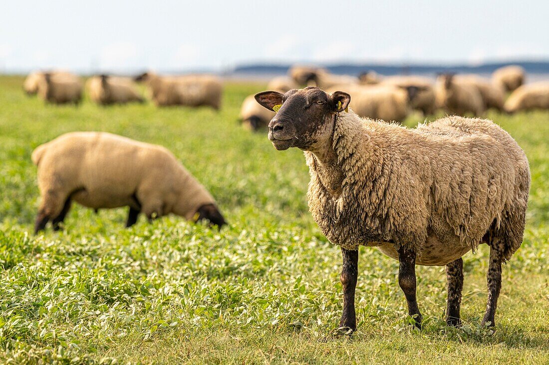 "France, Somme, Somme Bay, Saint Valery sur Somme, Cape Hornu, Sheeps in salted meadows facing Le Crotoy; foreshore sheep are a Controlled Origin Appellation (COA) with the obligation to graze halophilic plants several months of the year"\n