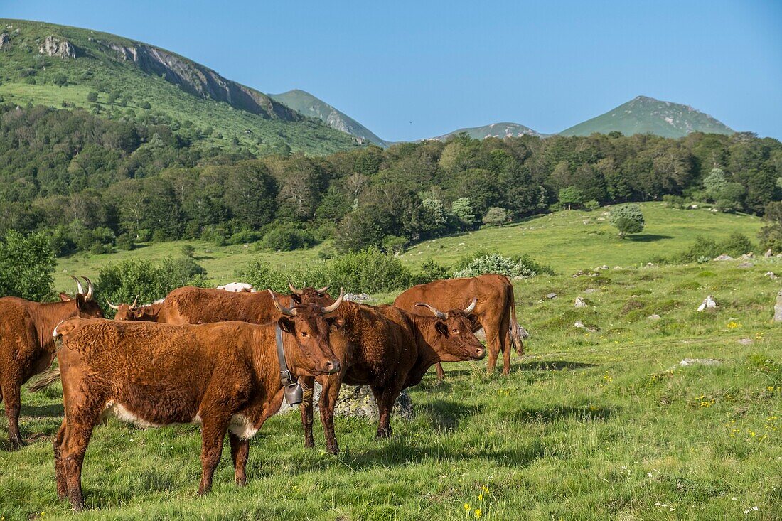 Frankreich, Puy de Dome, Chastreix, Remi Fargeix und seine Salers-Kühe, Parc Naturel Regional des Volcans d'Auvergne (Regionaler Naturpark der Vulkane der Auvergne), Massif du Sancy, Naturschutzgebiet Vallee de la Fontaine Salee