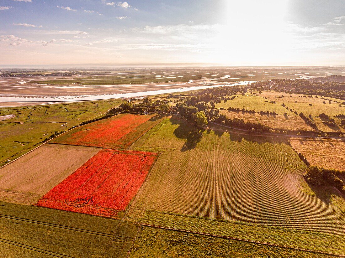 France, Somme, Bay of the Somme, Saint-Valery-sur-Somme, The fields of poppies between Saint-Valery-sur-Somme and Pendé have become a real tourist attraction and many people come to photograph there (aerial view)\n