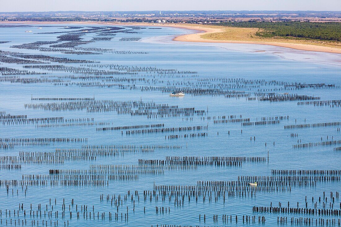 France, Vendee, La Faute sur Mer, mussel boats in mussel farm (aerial view)\n