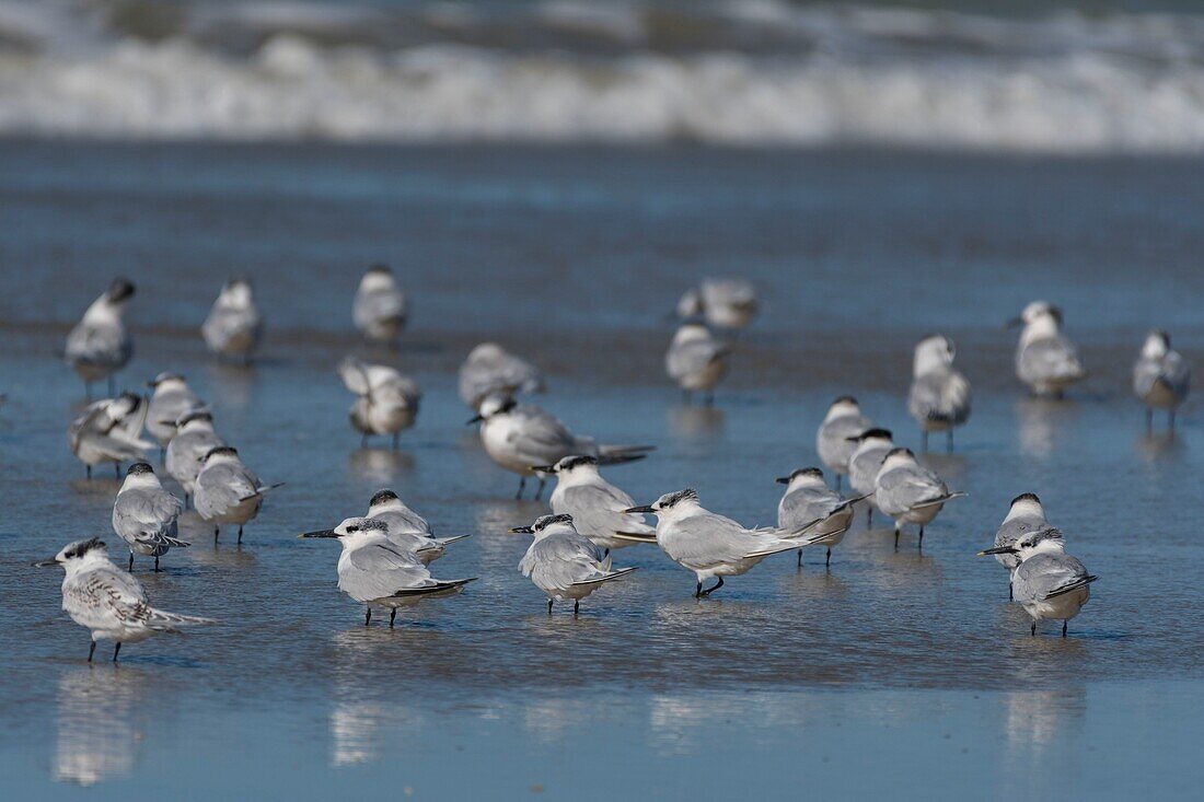 France, Pas de Calais, Berck sur Mer, Caugek Terns (Thalasseus sandvicensis, Sandwich Tern) on the beach in autumn\n