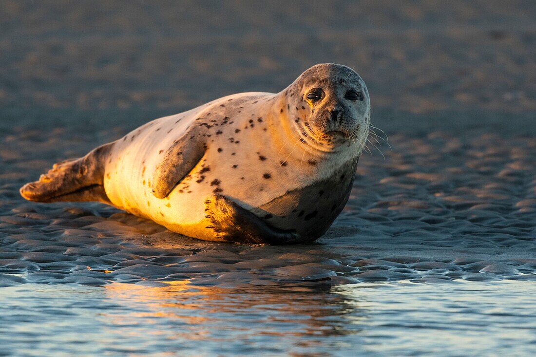 France, Pas de Calais, Authie Bay, Berck sur Mer, common seal (Phoca vitulina), at low tide the seals rest on the sandbanks from where they are chased by the rising tide\n