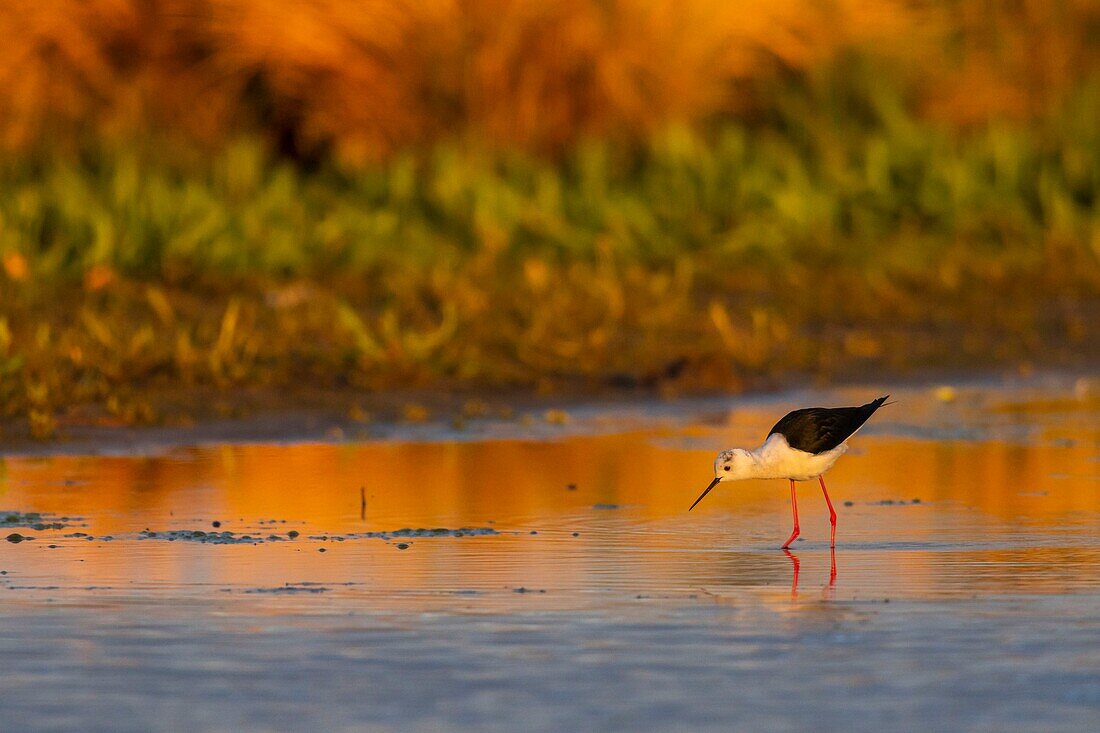 France, Somme, Baie de Somme, Le Crotoy, White Stilt (Himantopus himantopus - Black-winged Stilt) in the early morning light\n