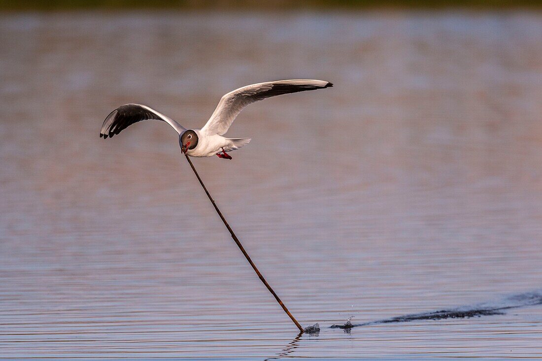 France, Somme, Baie de Somme, Le Crotoy, The marsh of Crotoy welcomes each year a colony of Black-headed Gull (Chroicocephalus ridibundus - Black-headed Gull) which come to nest and reproduce on islands in the middle of the ponds, seagulls then chase materials for the construction of nests\n