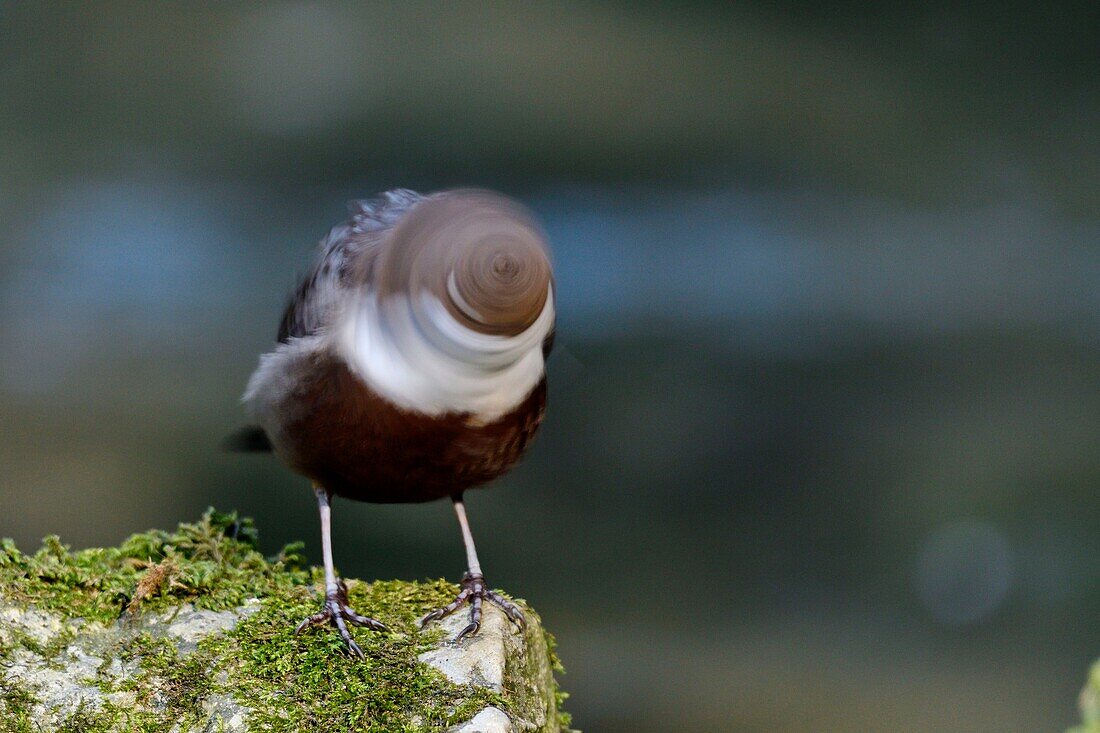 France, Doubs, Creuse Valley, bird, Cincle diver (Cinclus cinclus)\n