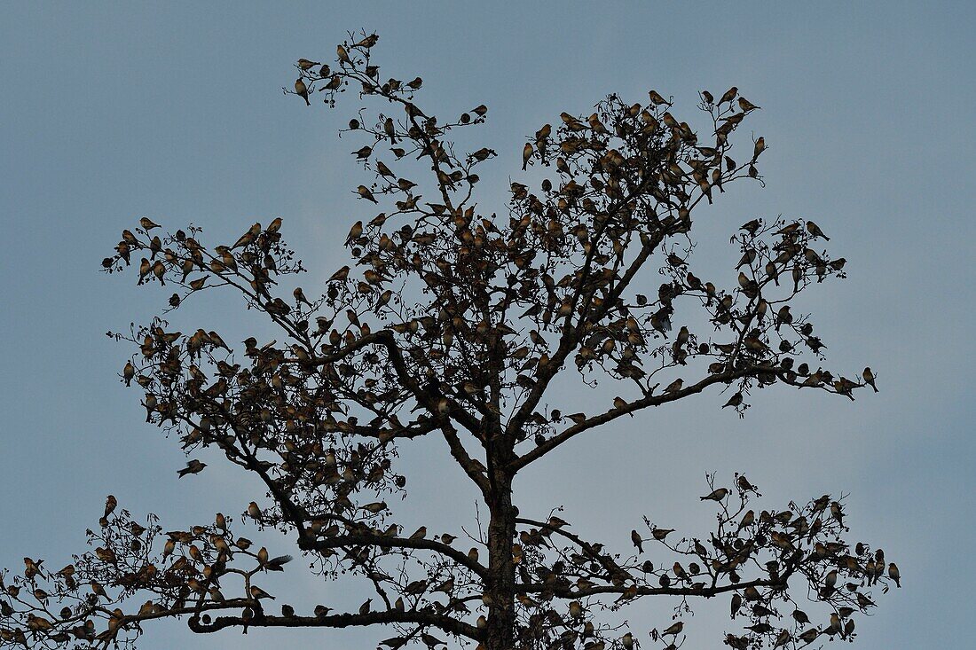 France, Doubs, Swiss border, bird, Chaffinch (Fringilla montifringilla) gathering in dormitory for the night\n