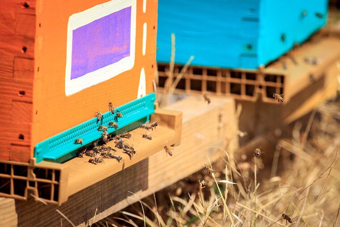 France, Vaucluse, regional natural reserve of Luberon, Saignon, platter of Claparedes, bees at the entrance of a hive\n