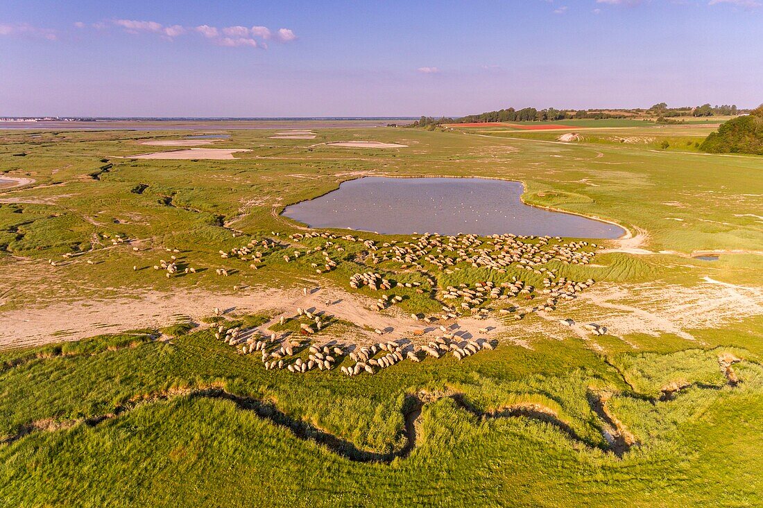 France, Somme, Somme Bay, Saint Valery sur Somme, Cape Hornu, herd of salt marsh sheep (aerial view)\n