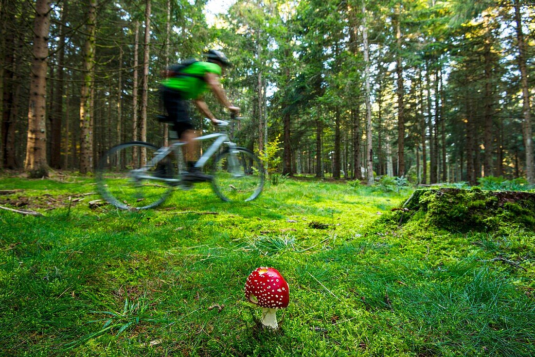 Frankreich, Lozere, Saint Flour de Mercoire, Sentier des Fees, Amanita phalloides