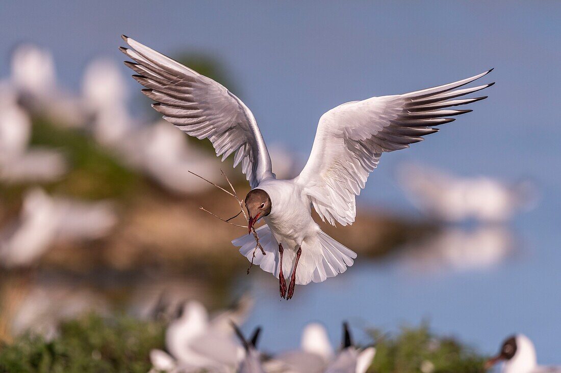 Frankreich, Somme, Baie de Somme, Le Crotoy, Der Sumpf von Crotoy begrüßt jedes Jahr eine Kolonie von Lachmöwen (Chroicocephalus ridibundus - Lachmöwe), die zum Nisten und zur Fortpflanzung auf Inseln in der Mitte der Teiche kommen, Möwen jagen dann Materialien für den Bau von Nestern