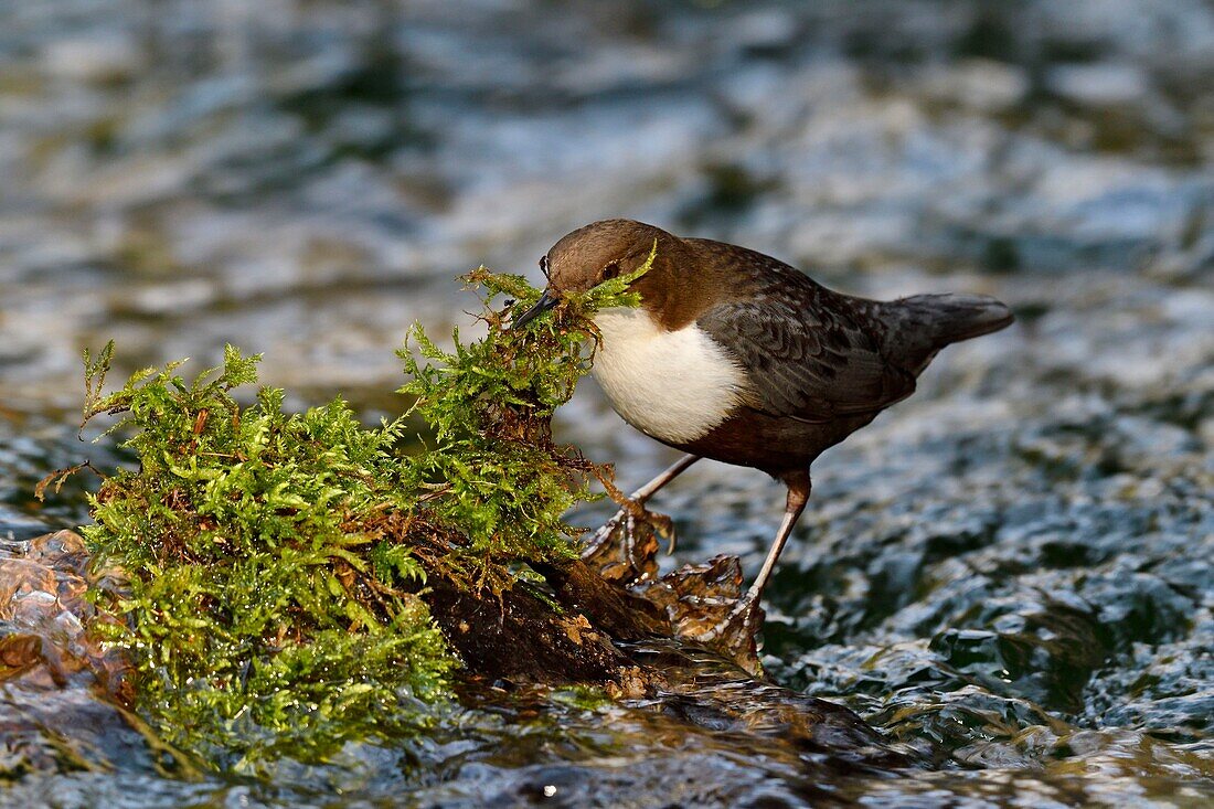 Frankreich, Doubs, Creuse-Tal, Vogel, Taucher Cinclus (Cinclus cinclus), Nestbau