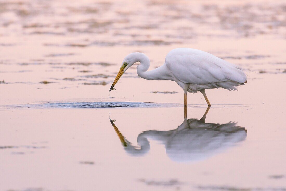 France, Somme, Somme Bay, Le Crotoy, Crotoy Marsh, Great Egret (Ardea alba) fishing in the pond with a fish in its beak\n