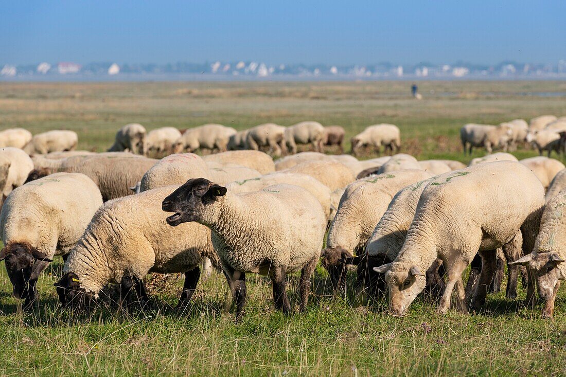 France, Somme, Baie de Somme, Cap Hornu, Sheeps of salted meadows in the Baie de Somme\n