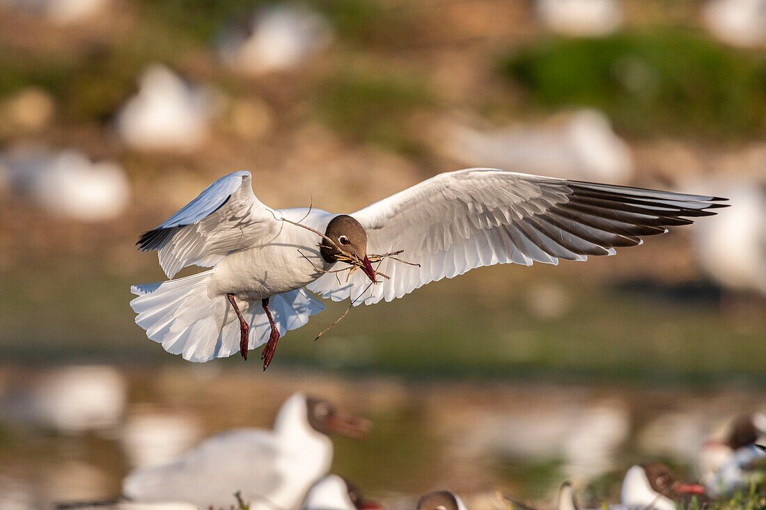 Frankreich, Somme, Somme-Bucht, Crotoy-Sumpf, Le Crotoy, jedes Jahr lässt sich eine Lachmöwenkolonie (Chroicocephalus ridibundus - Lachmöwe) auf den Inseln des Crotoy-Sumpfes nieder, um zu nisten und sich fortzupflanzen, die Vögel tragen die Zweige für den Nestbau