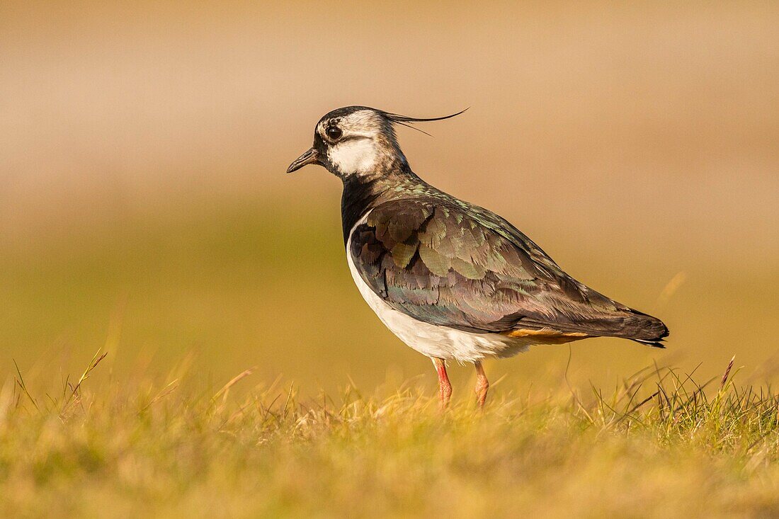 Frankreich, Somme, Baie de Somme, Cayeux sur Mer, Der Hable d'Ault, Kiebitz (Vanellus vanellus)