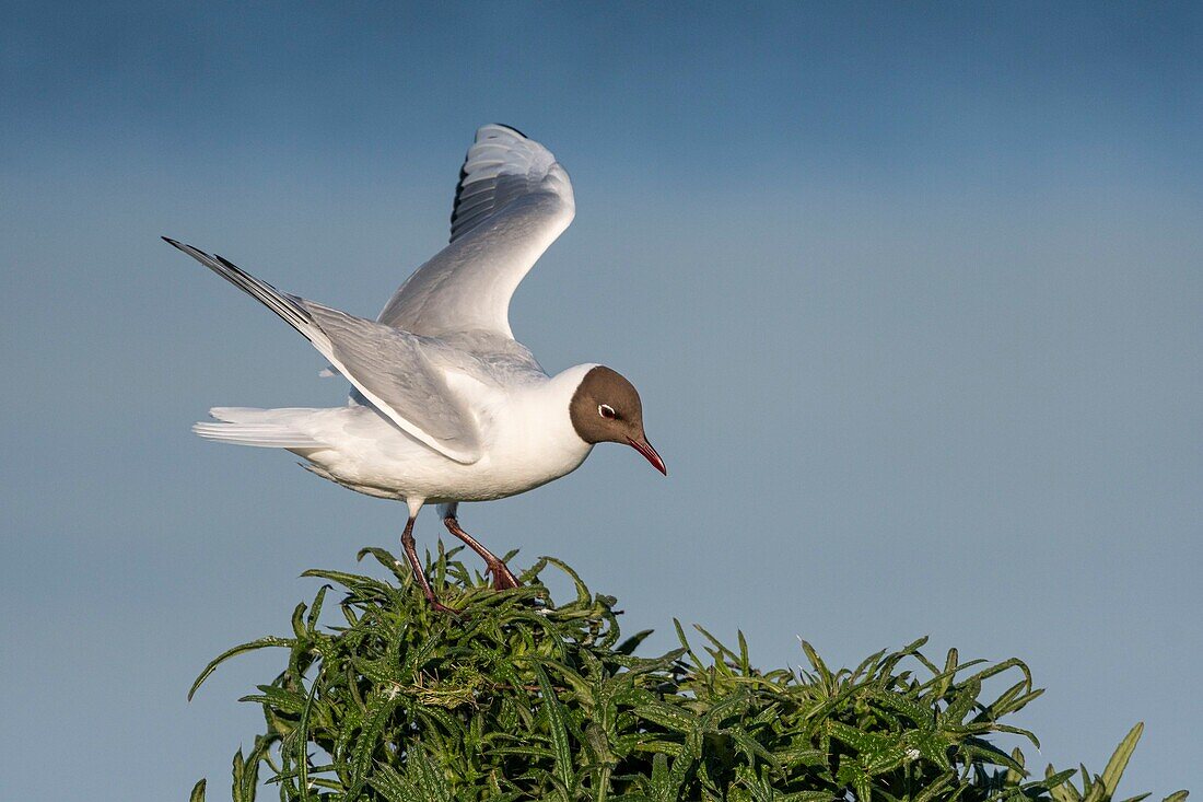 Frankreich, Somme, Somme-Bucht, Crotoy-Sumpf, Le Crotoy, jedes Jahr lässt sich eine Lachmöwenkolonie (Chroicocephalus ridibundus - Lachmöwe) auf den Inseln des Crotoy-Sumpfes nieder, um zu nisten und sich fortzupflanzen