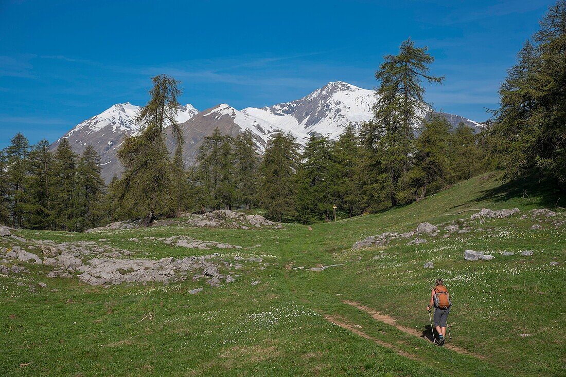 Frankreich, Hautes Alpes, Oisans-Massiv, Ecrins-Nationalpark, Vallouise, Wanderung zur Pointe des Tetes, dem Gipfelplateau und dem Kopf der Aiglieres