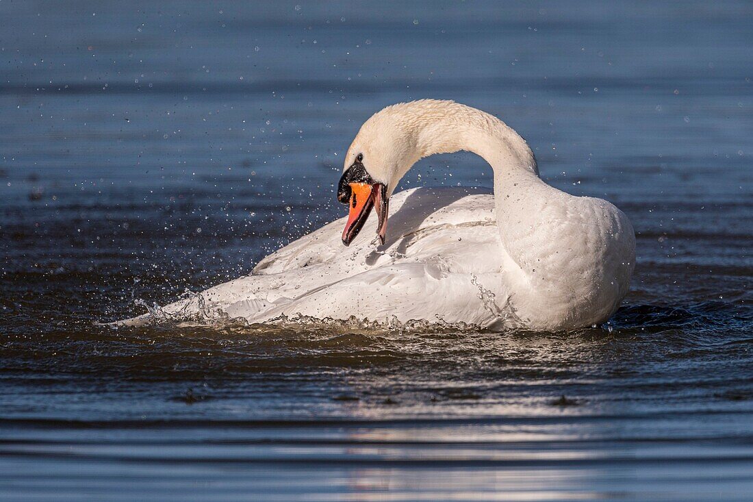 Frankreich, Somme, Baie de Somme, Le Crotoy, Höckerschwan (Cygnus olor - Höckerschwan) im Bad beim Toilettengang