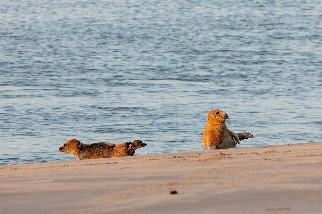 Frankreich, Somme, Bucht der Somme, Die Hourdel, Seehunde im Kanal der Somme