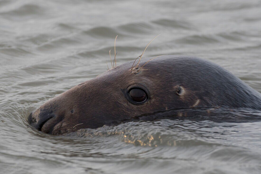 France, Pas de Calais, Authie Bay, Berck sur Mer, Grey seals (Halichoerus grypus), at low tide the seals rest on the sandbanks from where they are chased by the rising tide, once in the water, their natural curiosity pushes them to sometimes approach very close\n