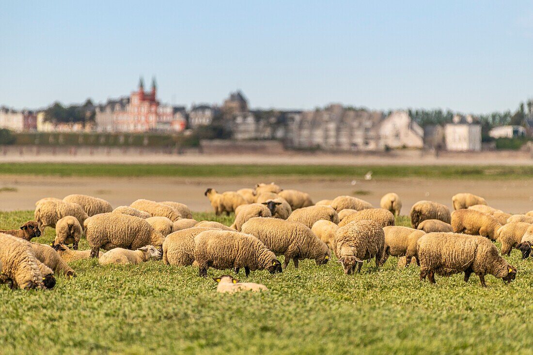 "France, Somme, Somme Bay, Saint Valery sur Somme, Cape Hornu, Sheeps in salted meadows facing Le Crotoy; foreshore sheep are a Controlled Origin Appellation (COA) with the obligation to graze halophilic plants several months of the year"\n