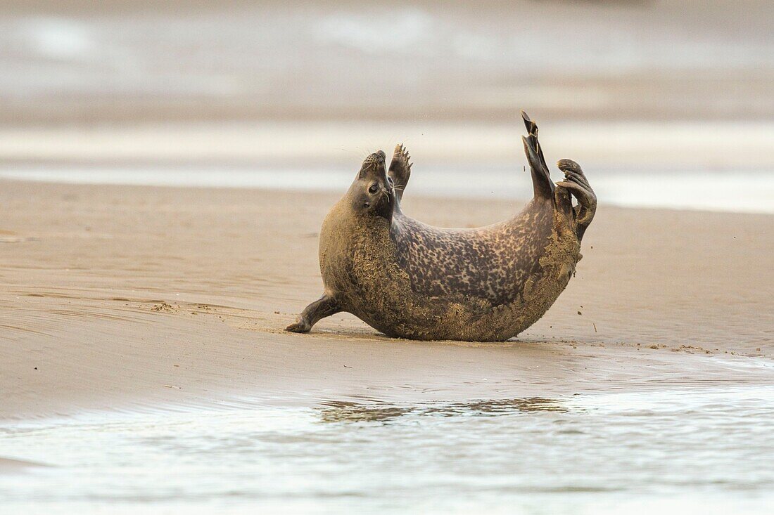 France, Pas de Calais, Opal Coast, Berck sur Mer, grey seal (Halichoerus grypus), seals are today one of the main tourist attractions of the Somme Bay and the Opal Coast\n