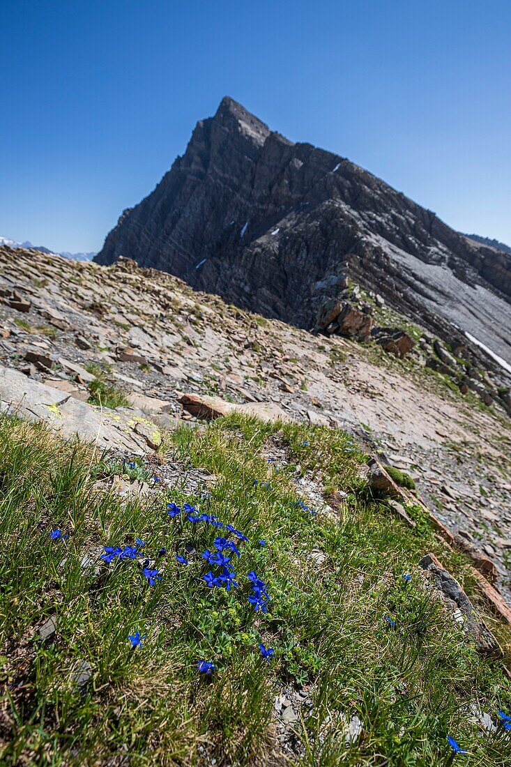 France, Hautes Alpes, Ecrins National Park, Orcieres Merlette, Natural Reserve of the Cirque du Grand Lac des Estaris, Short leaved Gentian (Gentiana brachyphylla) and Pointe des Estaris (3086m)\n