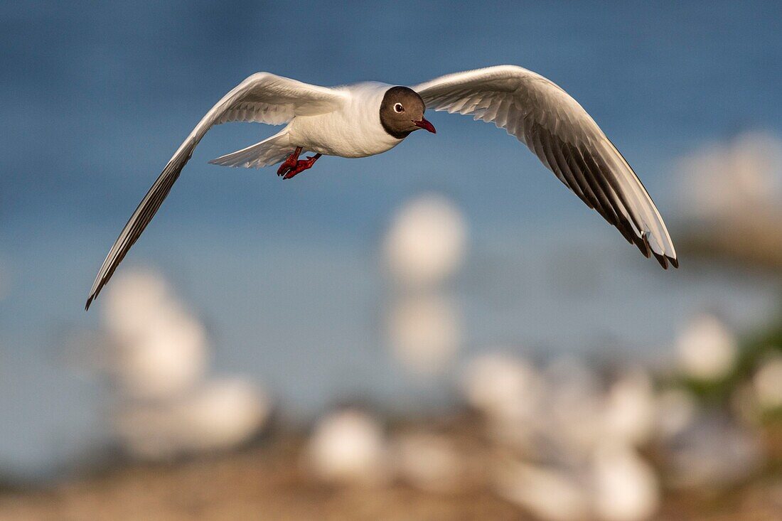 Frankreich, Somme, Somme-Bucht, Crotoy-Sumpf, Le Crotoy, jedes Jahr lässt sich eine Lachmöwenkolonie (Chroicocephalus ridibundus - Lachmöwe) auf den kleinen Inseln des Crotoy-Sumpfes nieder, um zu nisten und sich fortzupflanzen