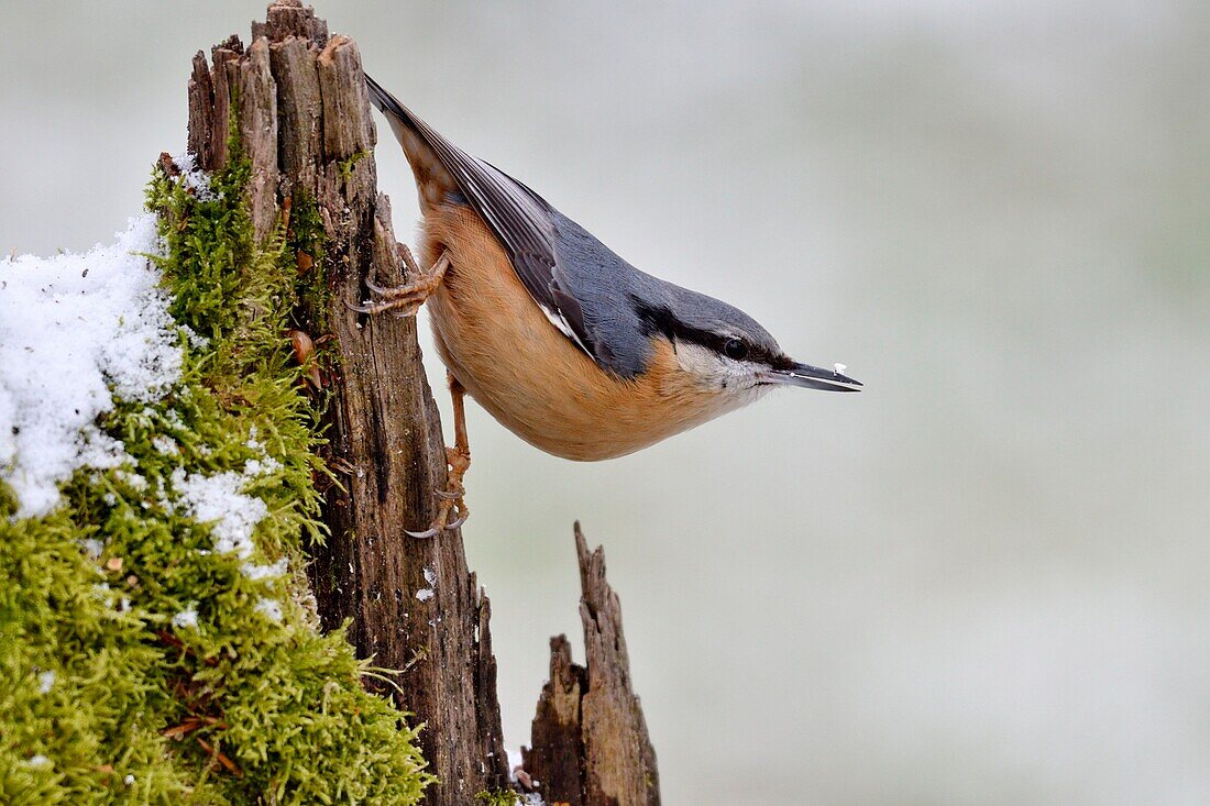 France, Doubs, bird, Sitelle torchepot (Sitta europaea) perched on a root in winter\n
