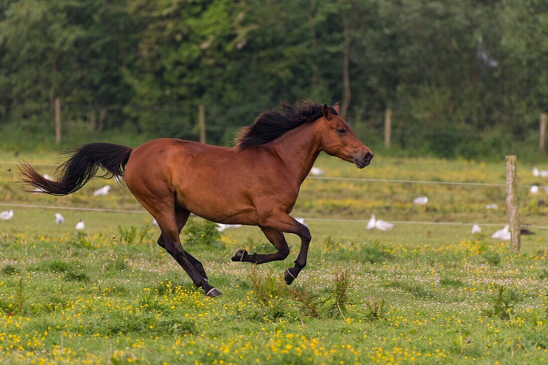 "Frankreich, Somme, Somme-Bucht, Saint Quentin en Tourmont, Galopp der Henson-Pferde; die Henson-Rasse wurde in der Somme-Bucht für den Reitsport geschaffen"