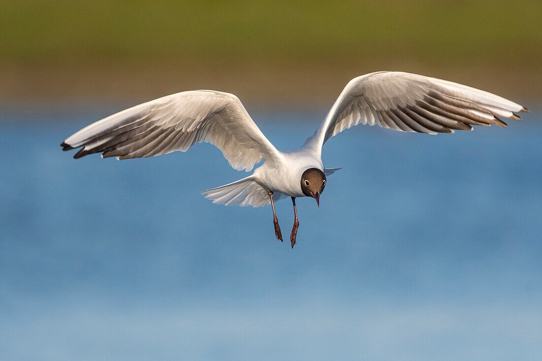 France, Somme, Bay of the Somme, Crotoy Marsh, Le Crotoy, every year a colony of black-headed gulls (Chroicocephalus ridibundus - Black-headed Gull) settles on the islets of the Crotoy marsh to nest and reproduce\n