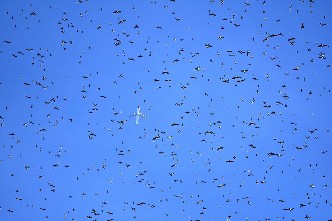 France, Doubs, Swiss border, bird, Chaffinch (Fringilla montifringilla) regrouping in dormitory for the night, moon and long haul plane in the background, flying concentrate\n