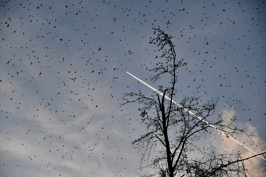 France, Doubs, Swiss border, bird, Chaffinch (Fringilla montifringilla) regrouping in dormitory for the night, concentrated flight\n