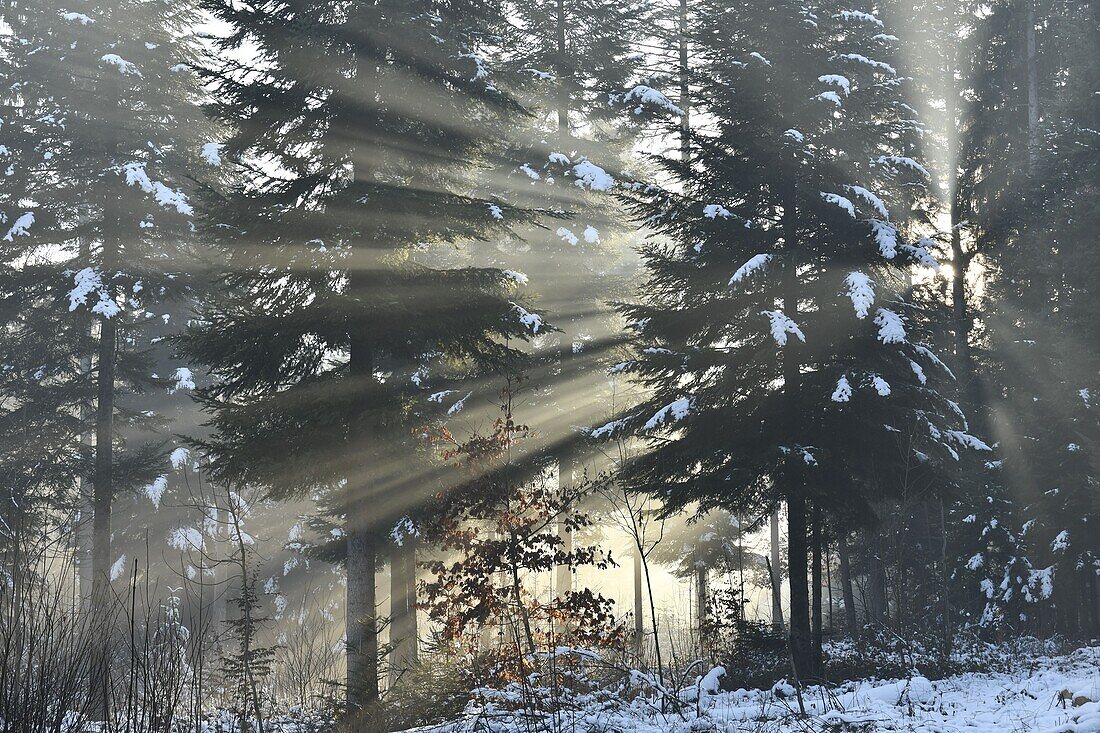 France, Doubs, sunbeams crossing fir trees in winter forest\n