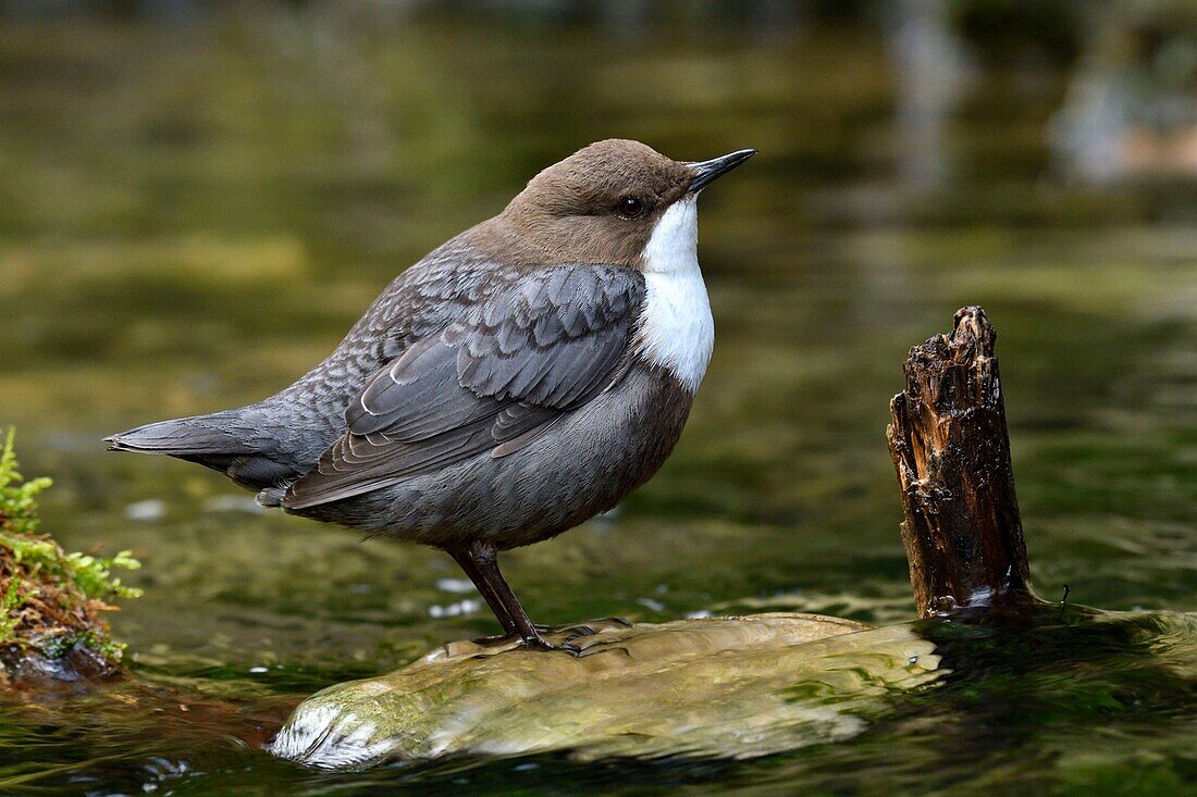 France, Doubs, Creuse Valley, bird, Cincle diver (Cinclus cinclus)\n