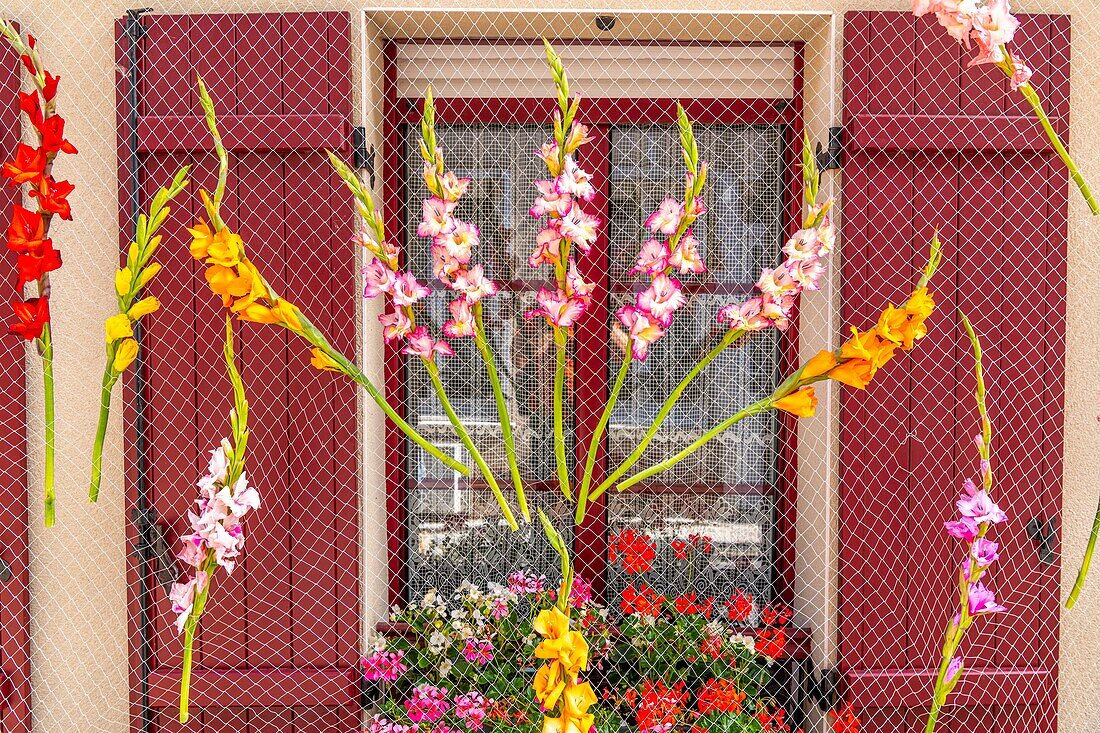 France, Somme, Somme Bay, Saint Valery sur Somme, At the time of the sea festivals, the district of Courtgain (the one where one gains little) which shelters the houses of the fishermen is decorated with nets fishing and gladioli\n