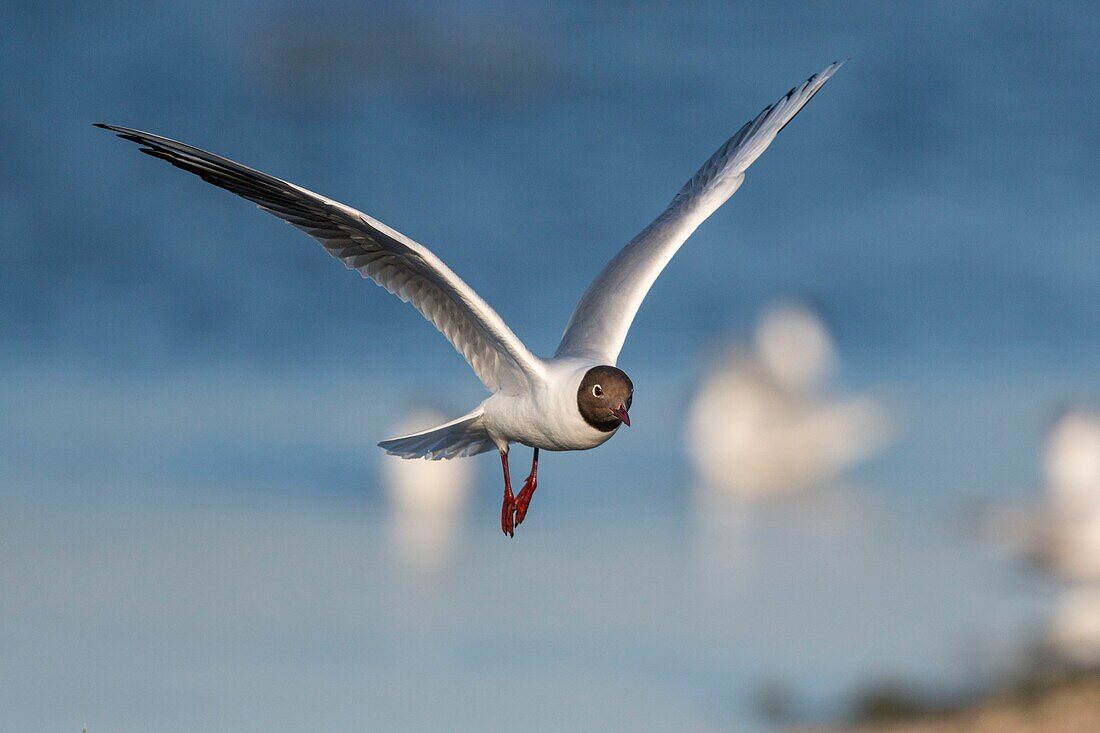 France, Somme, Bay of the Somme, Crotoy Marsh, Le Crotoy, every year a colony of black-headed gulls (Chroicocephalus ridibundus - Black-headed Gull) settles on the islets of the Crotoy marsh to nest and reproduce\n