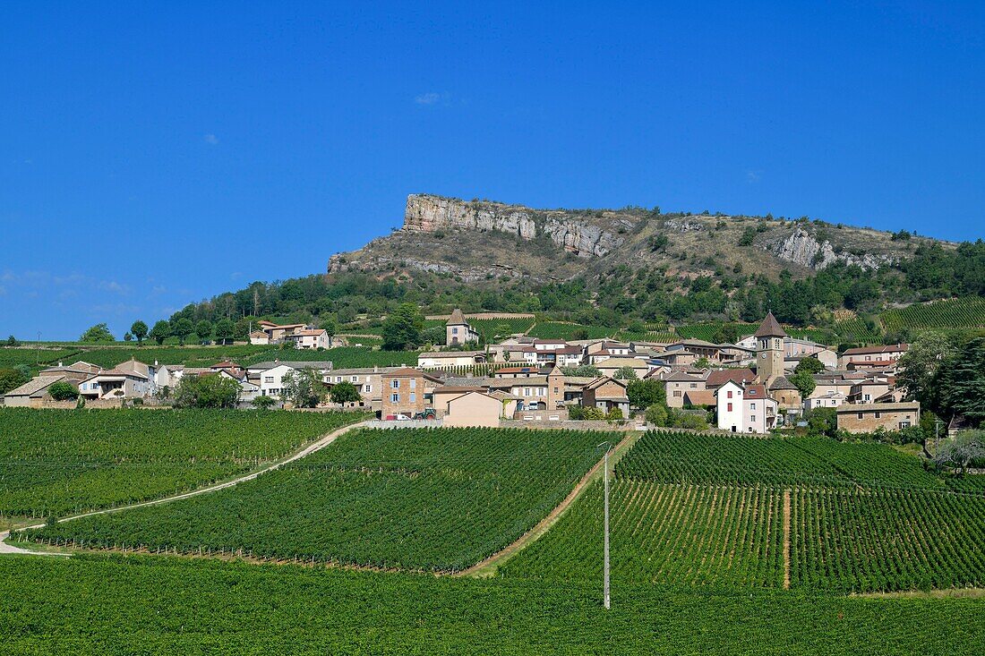 Frankreich, Saone et Loire, Solutre Pouilly, Weinberge an einem Hang mit dem Felsen von Solutre im Hintergrund