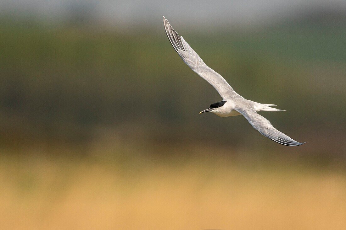 France, Somme, Baie de Somme, Cayeux sur Mer, the Hable d'Ault regularly hosts a colony of Sandwich Terns (Thalasseus sandvicensis ) for the breeding season\n