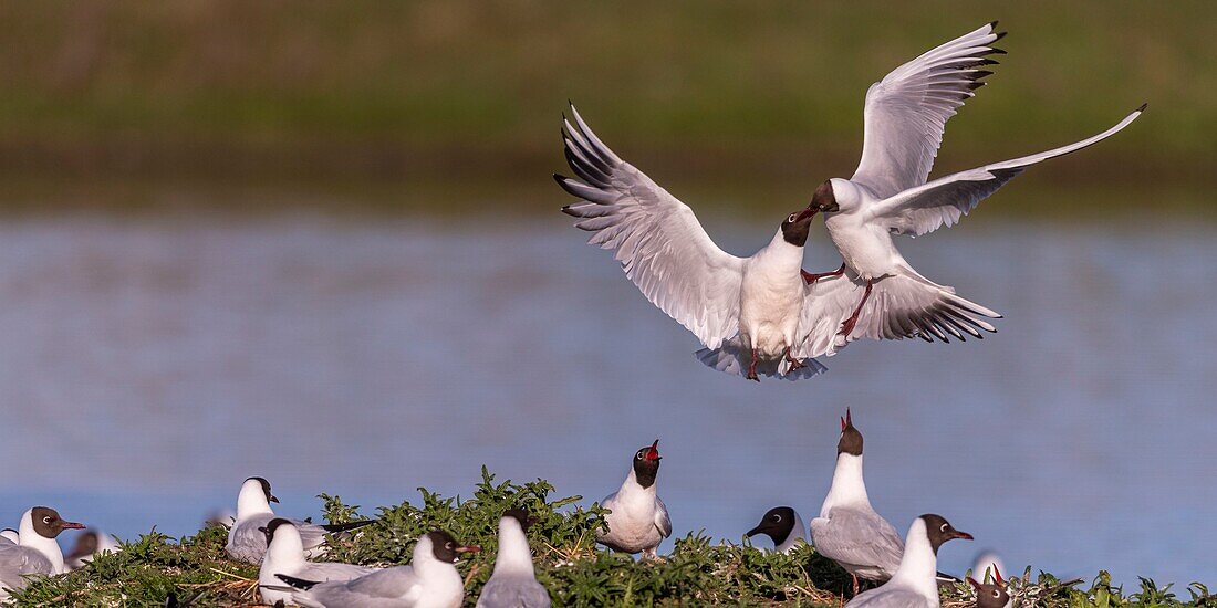 Frankreich, Somme, Baie de Somme, Le Crotoy, Der Sumpf von Crotoy begrüßt jedes Jahr eine Kolonie von Lachmöwen (Chroicocephalus ridibundus - Lachmöwe), die zum Nisten und zur Fortpflanzung auf Inseln in der Mitte der Teiche kommen, Konflikte sind häufig