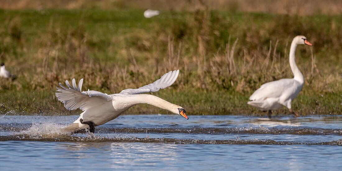 Frankreich, Somme, Baie de Somme, Le Crotoy, Höckerschwan (Cygnus olor - Höckerschwan), der sein Revier verteidigt, während eine Gruppe junger Schwäne auf dem Teich landet, wo er sein Nest gebaut hat