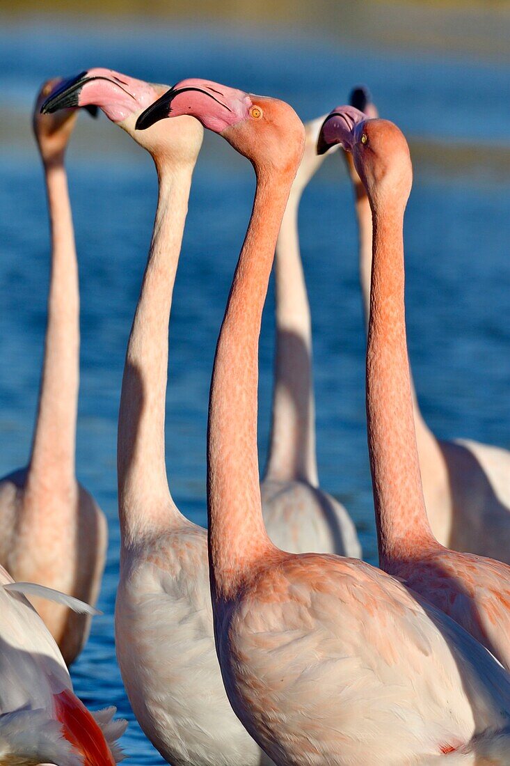 France, Bouches du Rhone, Camargue, Pont de Gau reserve, Flamingos (Phoenicopterus roseeus)\n