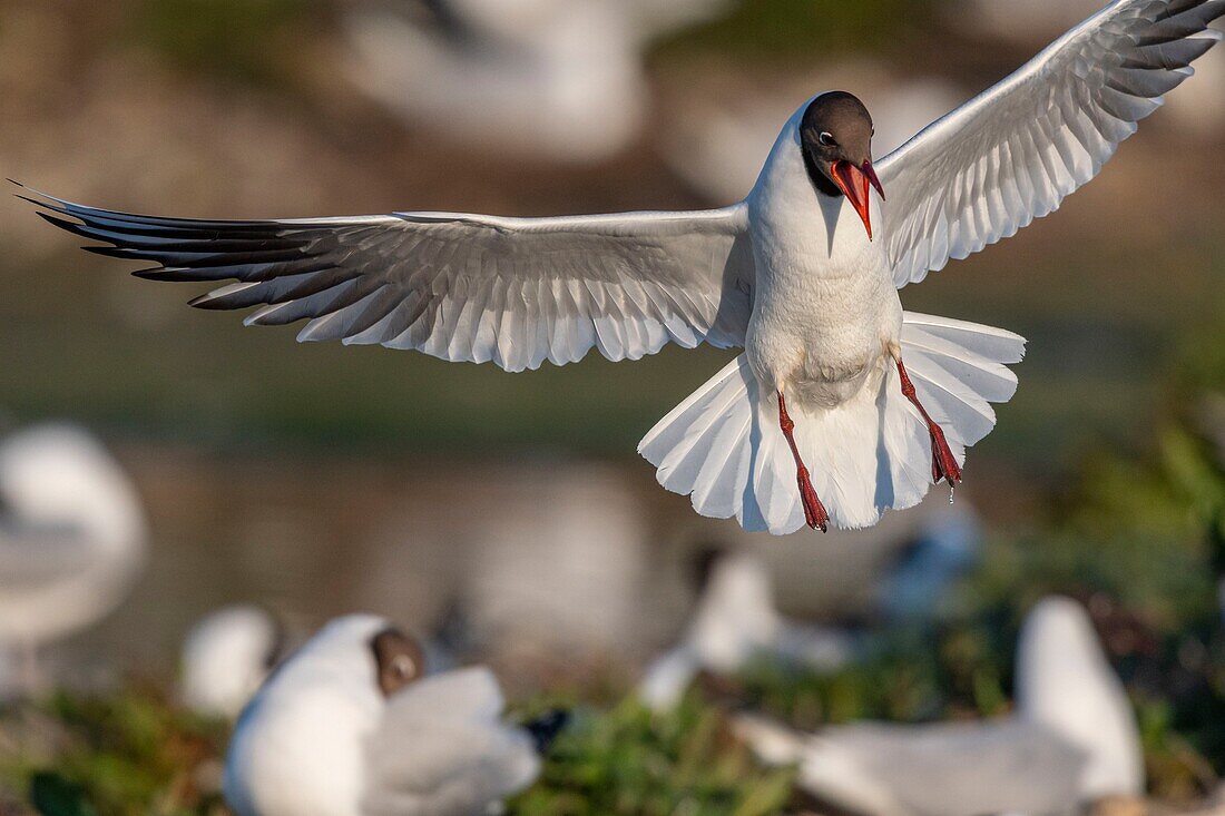 France, Somme, Bay of the Somme, Crotoy Marsh, Le Crotoy, every year a colony of black-headed gulls (Chroicocephalus ridibundus - Black-headed Gull) settles on the islets of the Crotoy marsh to nest and reproduce\n